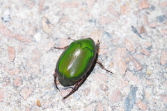 Anomala rubripes