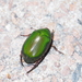 Pale and Green Leaf Chafers - Photo (c) sunnetchan, some rights reserved (CC BY-NC-SA)