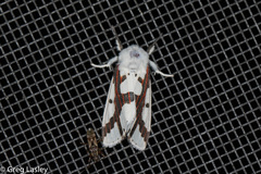 Euerythra phasma