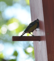 Parus major