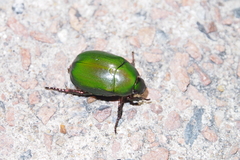 Anomala rubripes