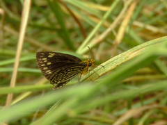 Metisella willemi