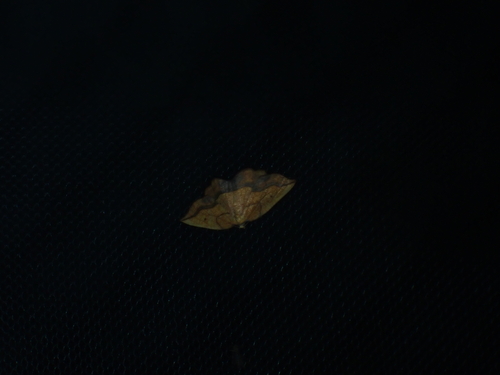 Bordered Beauty, Schiermonnikoog, Niederlande, photo 6 of 10