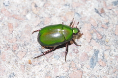 Anomala rubripes