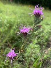 Liatris bracteata