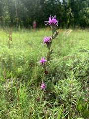 Liatris bracteata