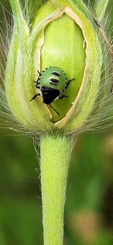 Photo of Green Shield Bug (Palomena prasina)