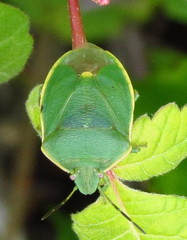 Chlorochroa persimilis