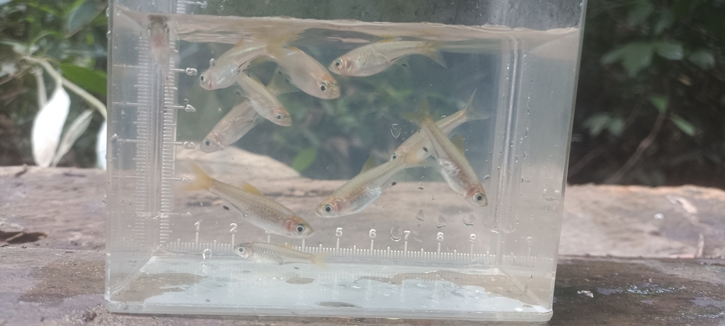 Bangka rasbora (Rasbora bankanensis)