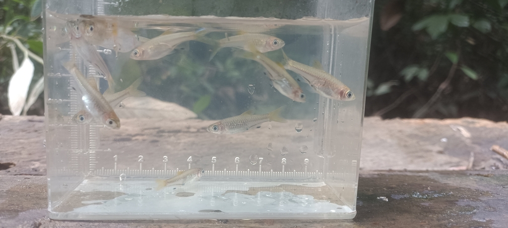 Rasbora bankanensis (Rasbora bankanensis)