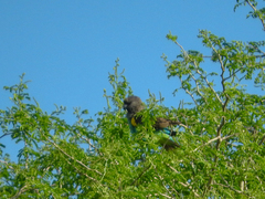 Poicephalus meyeri