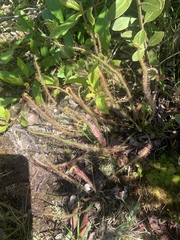 Drosera filiformis