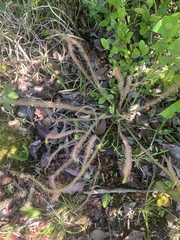 Drosera filiformis