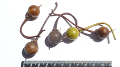 Manilkara longifolia