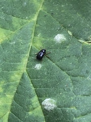 Cryptocephalus ocellatus