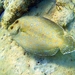 Atlantic Peacock Flounder - Photo (c) JeffreyGammon, some rights reserved (CC BY-NC), uploaded by JeffreyGammon