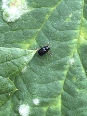 Cryptocephalus ocellatus