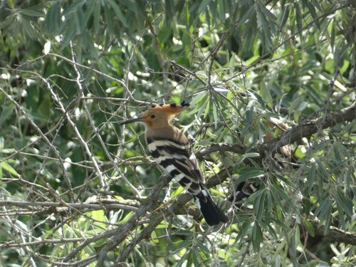 Common Hoopoe