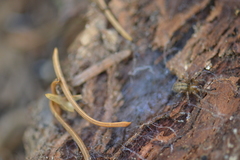 Callobius pictus
