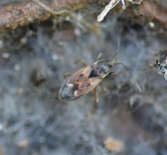 Rhyparochromus vulgaris