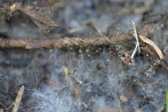 Rhyparochromus vulgaris