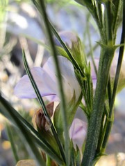 Psoralea diturnerae