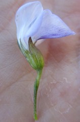 Psoralea diturnerae