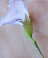 Psoralea diturnerae