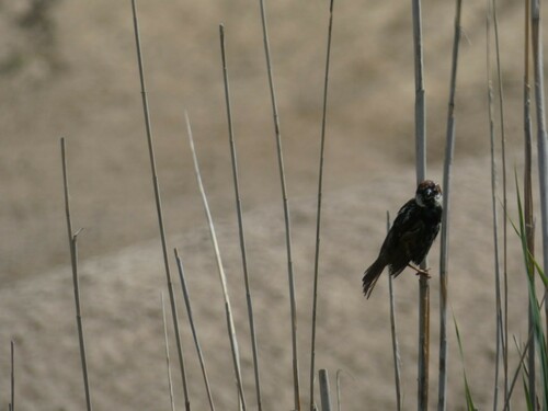 Spanish Sparrow