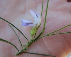 Psoralea diturnerae