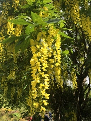 Laburnum