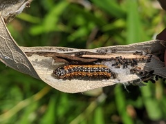 Omphalocera munroei
