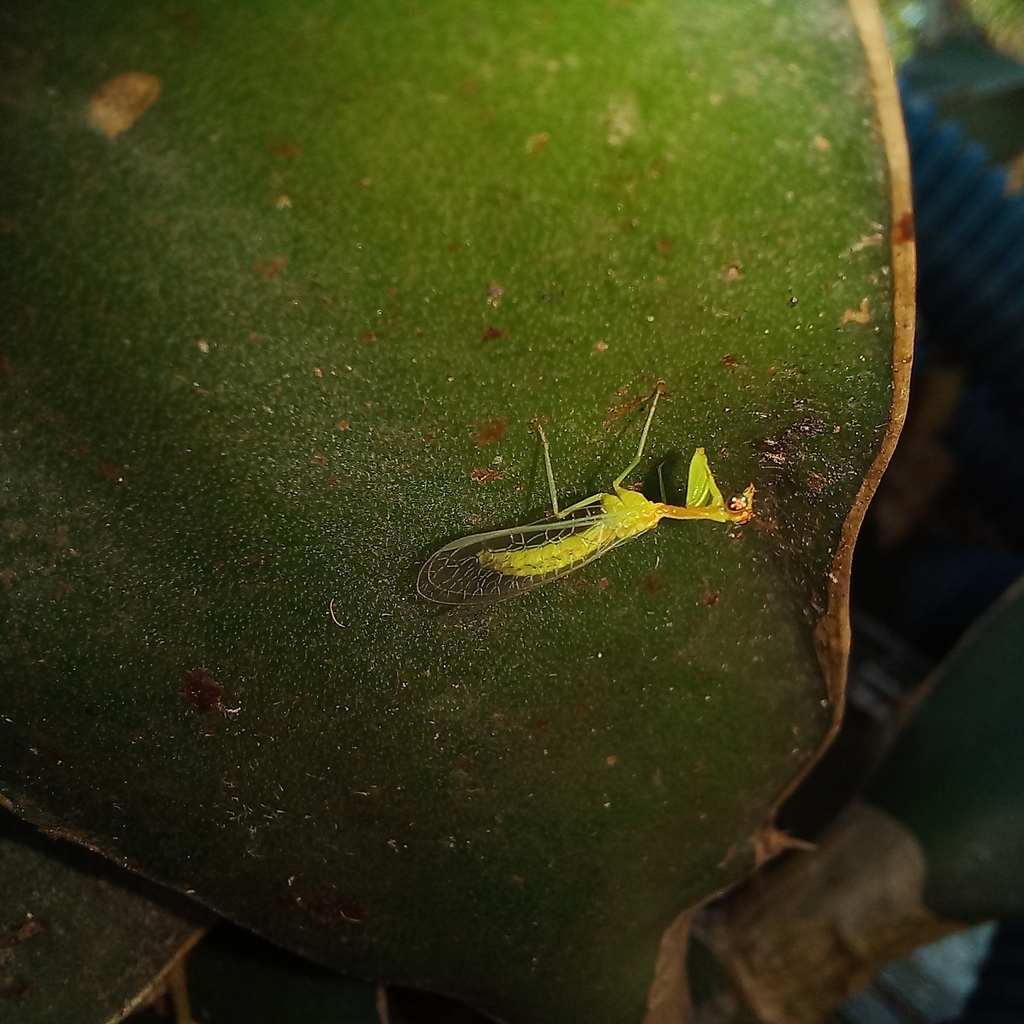 Zeugomantispa virescens