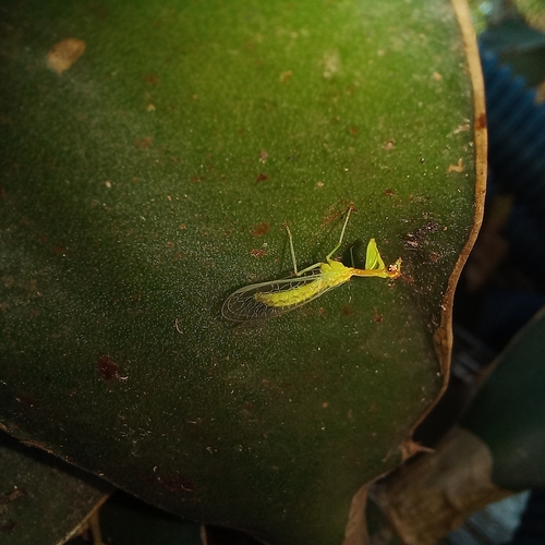 Zeugomantispa virescens