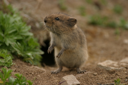 Insular Vole (Microtus abbreviatus) — Least Concern Mammalia