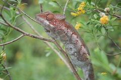 Furcifer verrucosus