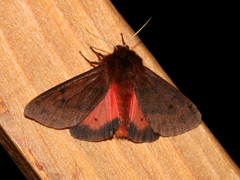 Phragmatobia assimilans