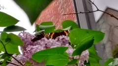 Vanessa atalanta