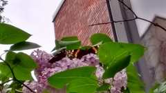 Vanessa atalanta