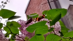 Vanessa atalanta
