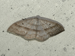 Rhodostrophia stigmatica