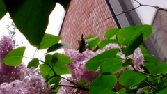 Vanessa atalanta