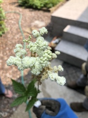 Filipendula