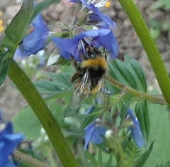 Bombus pratorum