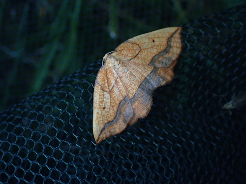 Bordered Beauty, Schiermonnikoog, Niederlande, photo 7 of 10