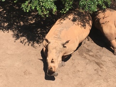 Ceratotherium simum