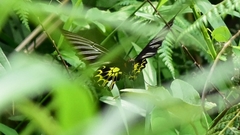Troides aeacus formosanus