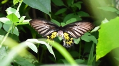 Troides aeacus formosanus