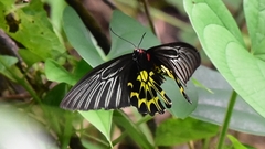 Troides aeacus formosanus