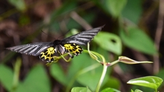 Troides aeacus formosanus